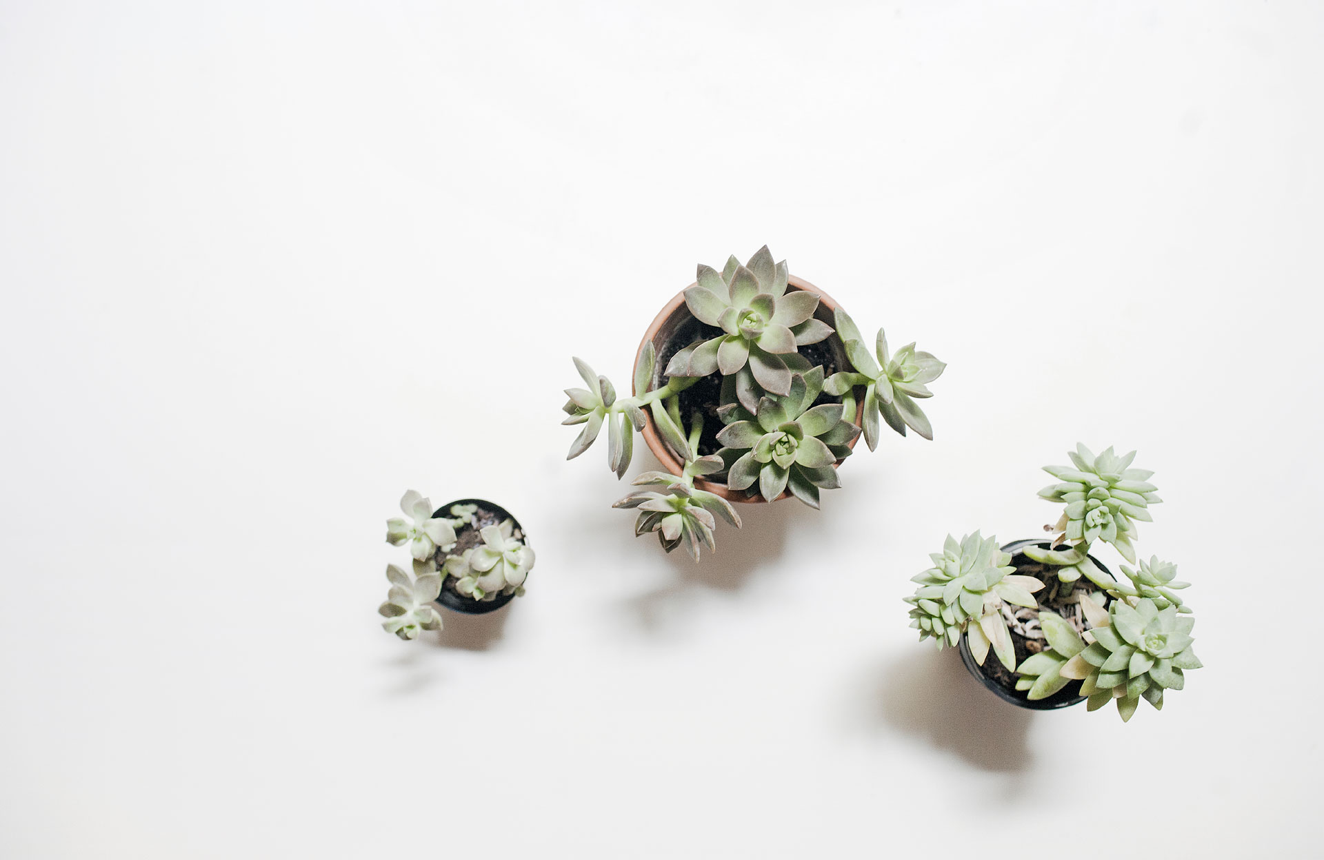Plants & flowers are a perfect match
